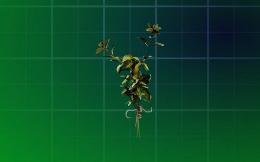 Great Mullein